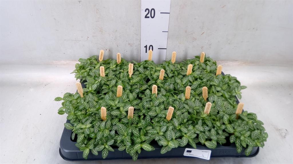 Горшечные цветы и растения оптом Fittonia Verschaf. от 20шт (для телеги) из Голландии с доставкой по России Горшечные цветы и растения оптом Fittonia Verschaf. от 20шт (для телеги) из Голландии с доставкой по России