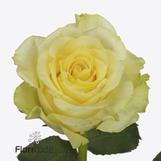 Срезанные цветы оптом Rosa large minion rose от 40шт из Голландии с доставкой по России