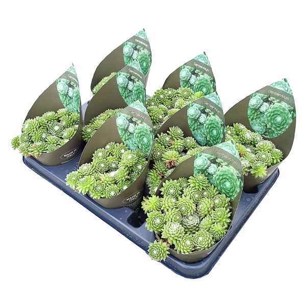 Горшечные цветы и растения оптом Sempervivum Arachnoideum - Pot Ø 10,5 With Potcove от 8шт из Голландии с доставкой по России