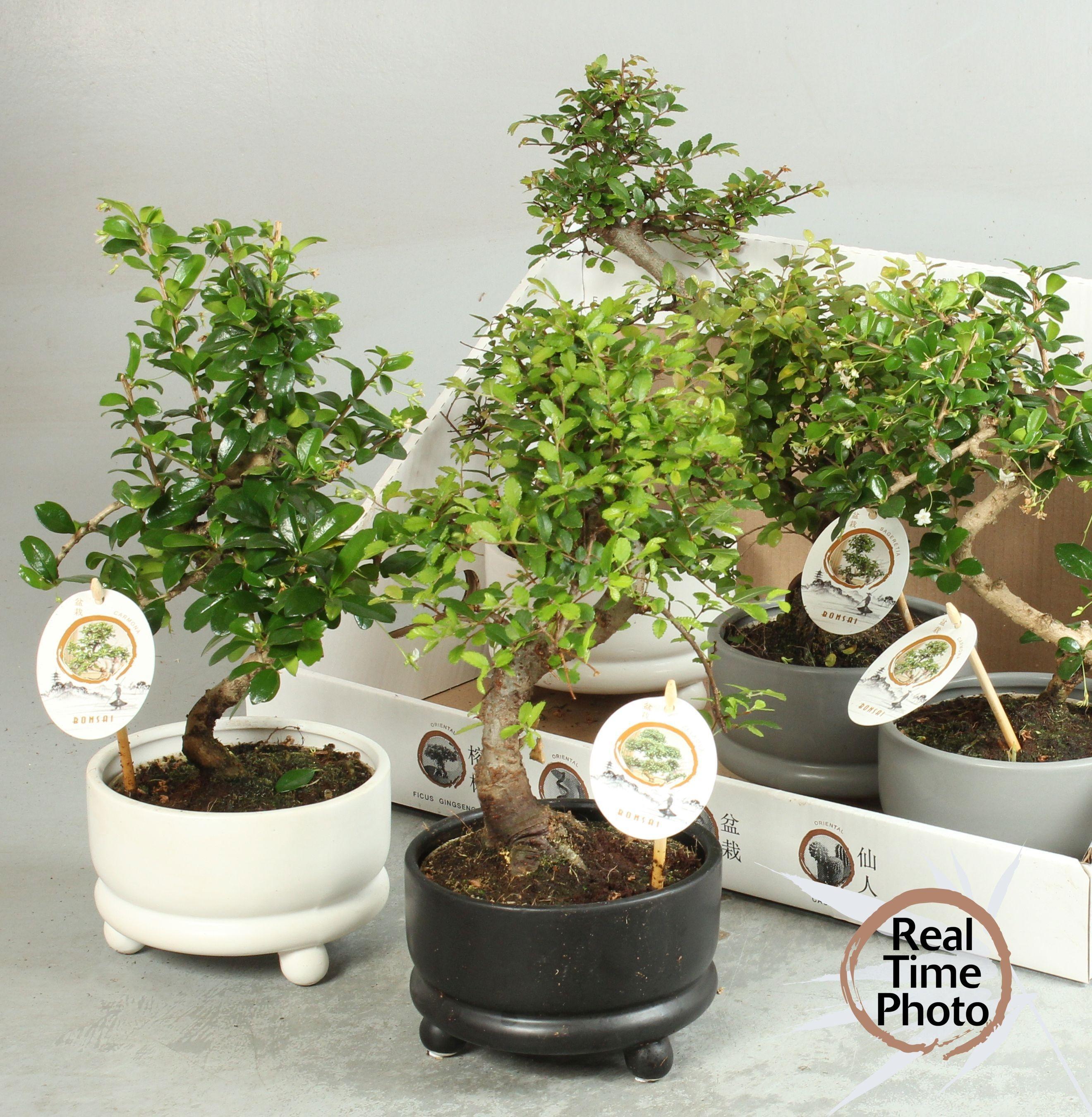 Горшечные цветы и растения оптом Bonsai Gem от 5шт из Голландии с доставкой по России