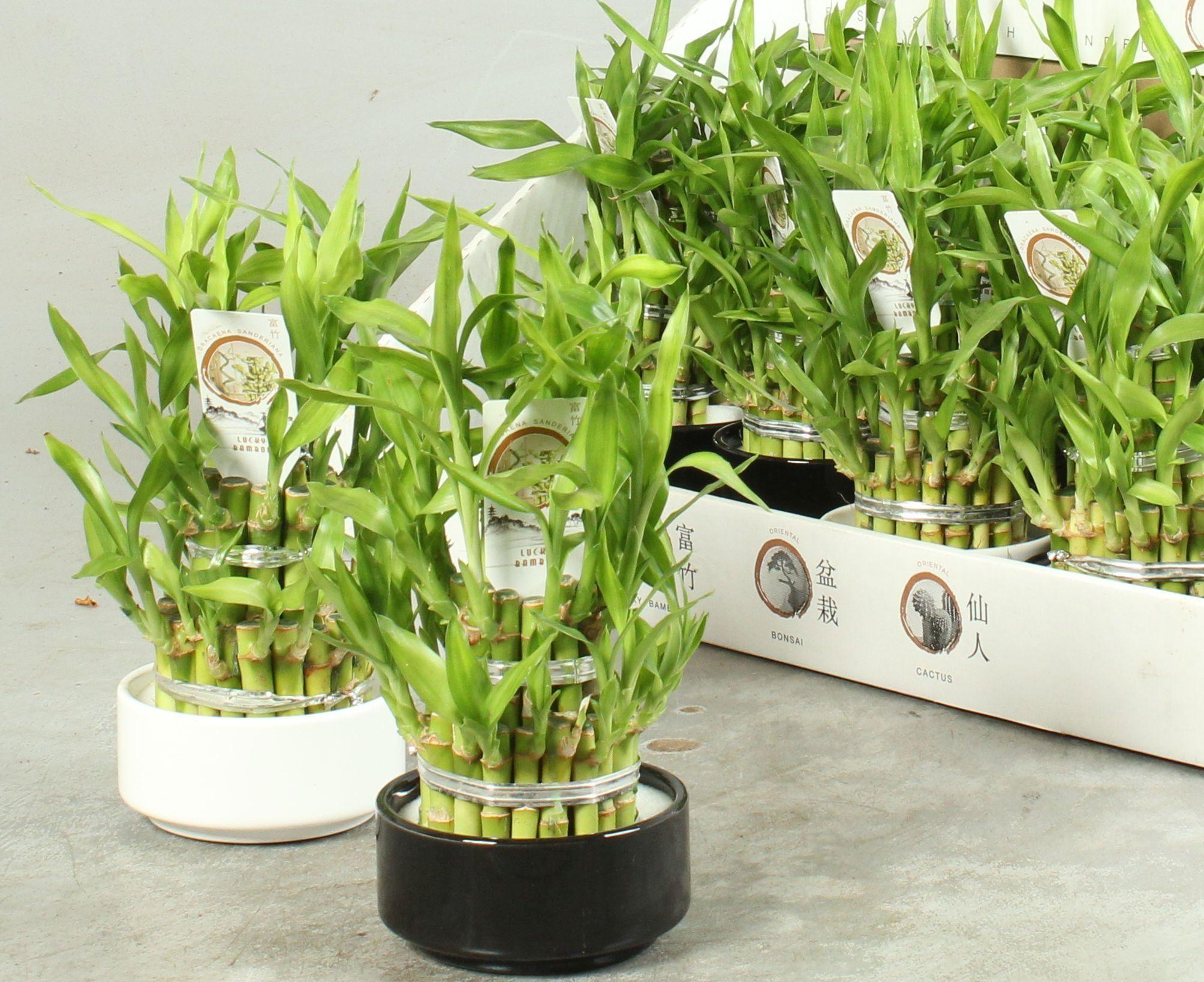 Горшечные цветы и растения оптом Dra Lucky Bamboo от 13шт из Голландии с доставкой по России
