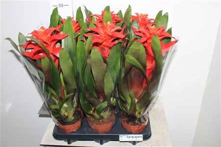 Горшечные цветы и растения оптом Guzm Fiero Red от 6шт из Голландии с доставкой по России
