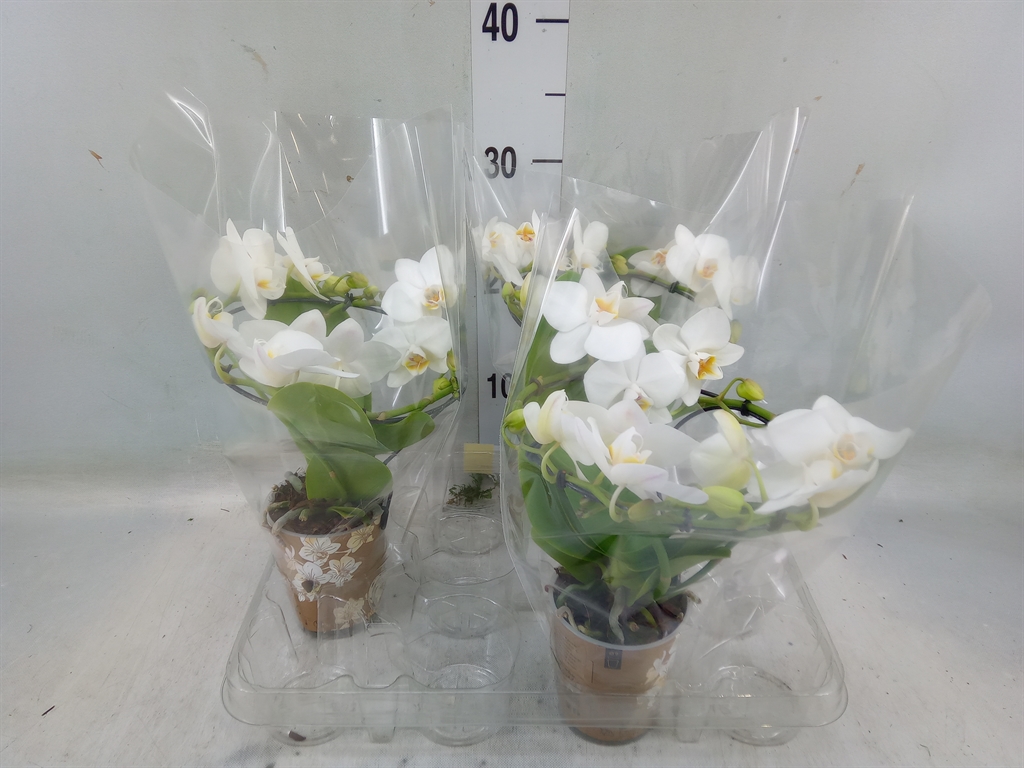 Горшечные цветы и растения оптом Phalaenopsis Multi.   ...white от 3шт из Голландии с доставкой по России