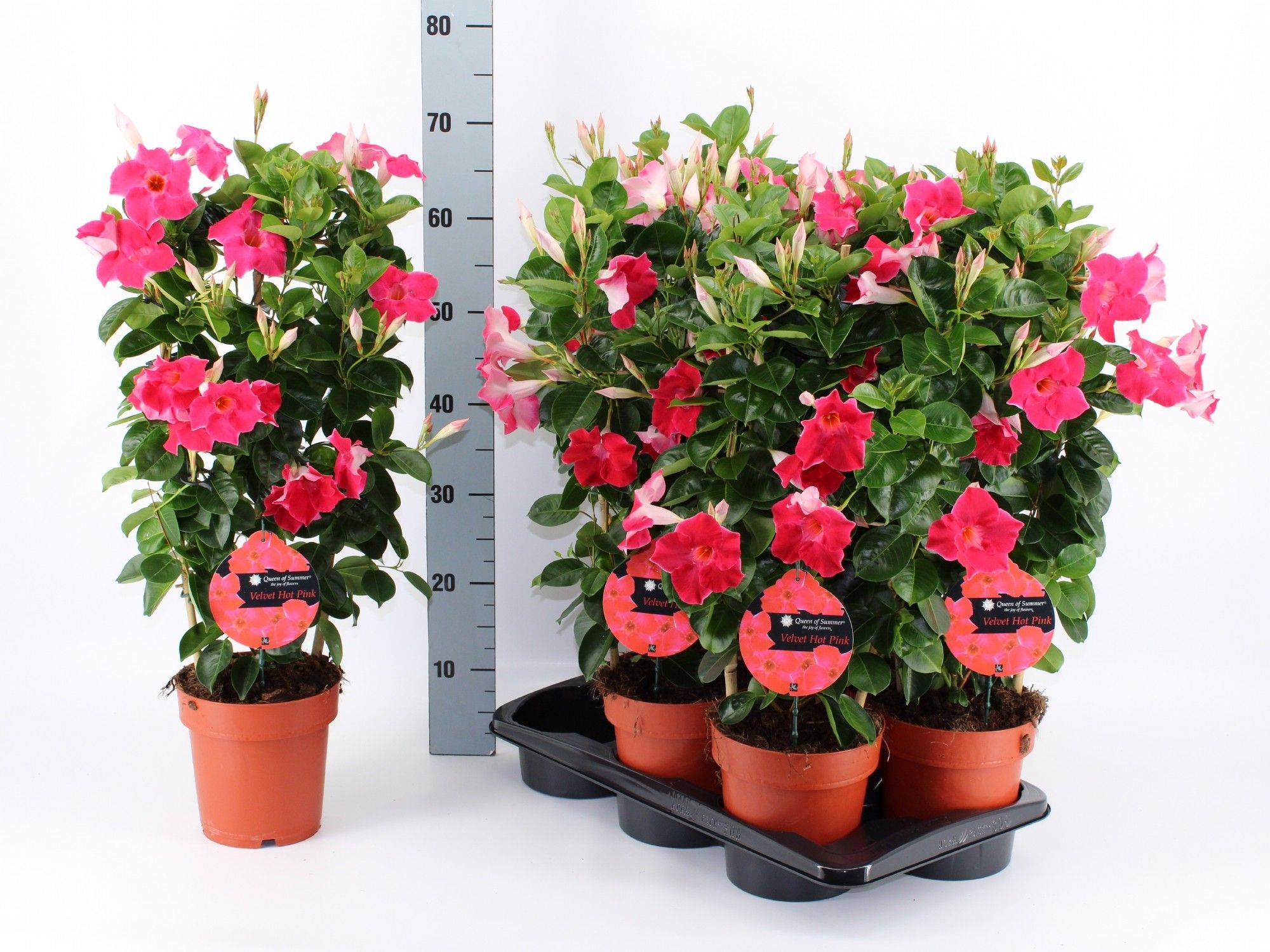 Горшечные цветы и растения оптом Mande Qos Hot Pink от 6шт из Голландии с доставкой по России