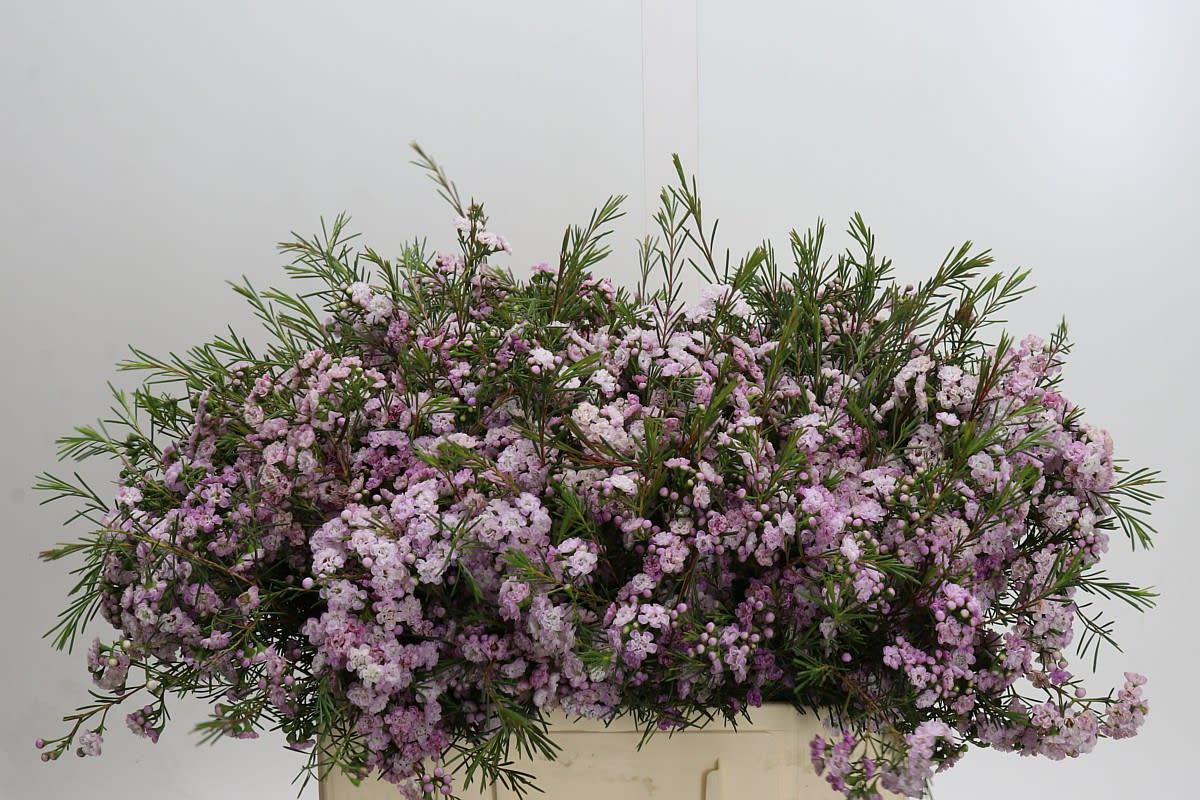 Срезанные цветы оптом Chamelaucium dancing queen от 100шт из Голландии с доставкой по России