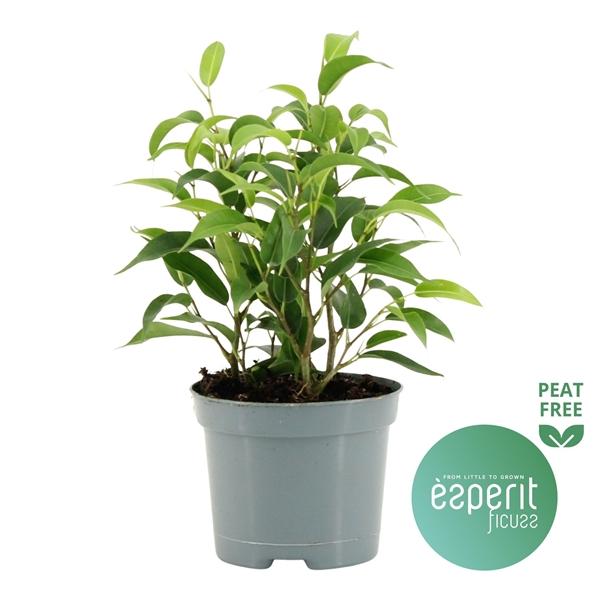 Горшечные цветы и растения оптом Ficus Be Natasja от 21шт (для телеги) из Голландии с доставкой по России