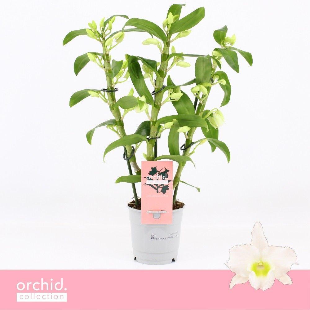Горшечные цветы и растения оптом Dendr Nob 3st Apollon Compact Orchid Collection от 10шт из Голландии с доставкой по России
