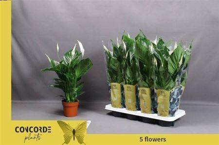 Горшечные цветы и растения оптом Spath Sweet Ricardo 5+ (concorde) от 8шт из Голландии с доставкой по России