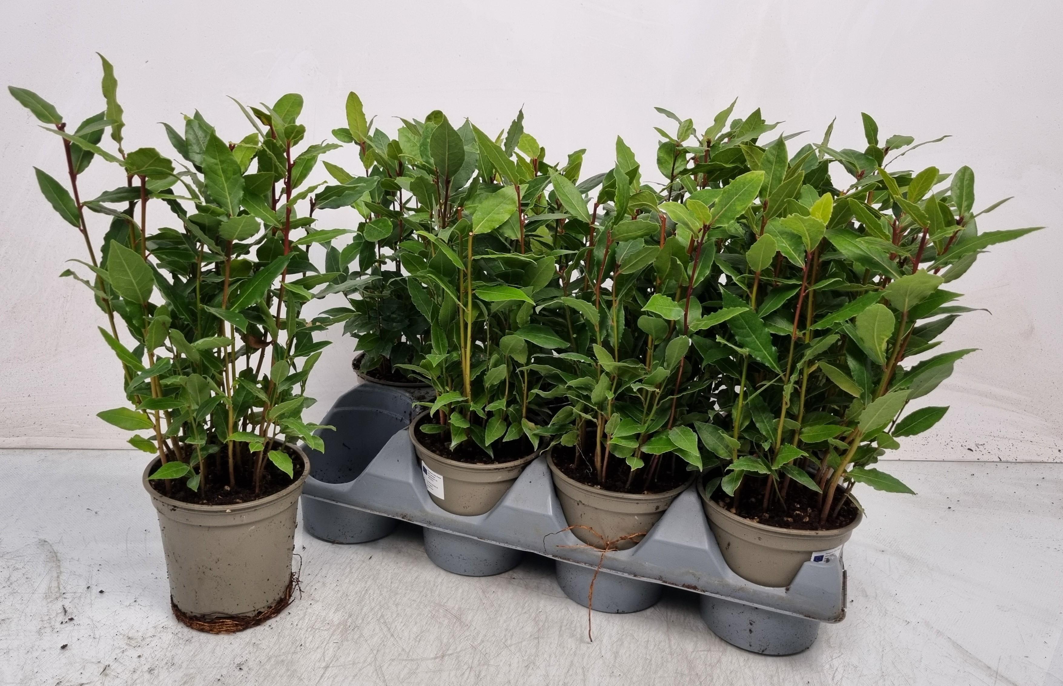 Горшечные цветы и растения оптом Lau Nobilis от 8шт из Голландии с доставкой по России