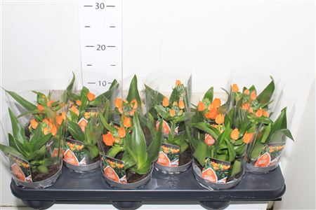 Горшечные цветы и растения оптом Ornit Du 1 Branche от 12шт из Голландии с доставкой по России