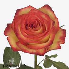Срезанные цветы оптом Rosa la firefox от 80шт из Голландии с доставкой по России