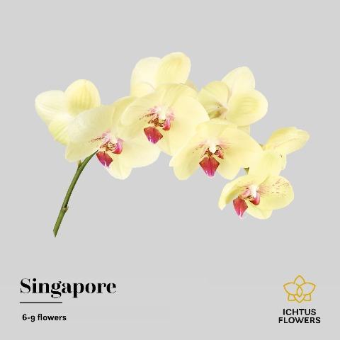 Срезанные цветы оптом Phalaenopsis arezzo (per stem) от 18шт из Голландии с доставкой по России