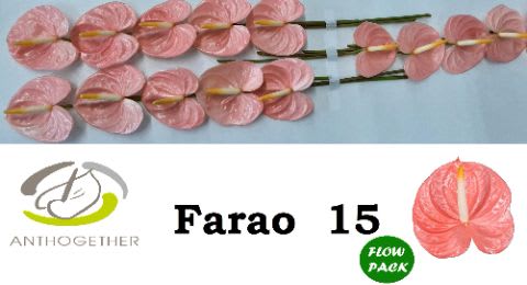 Срезанные цветы оптом Anthurium farao от 15шт из Голландии с доставкой по России