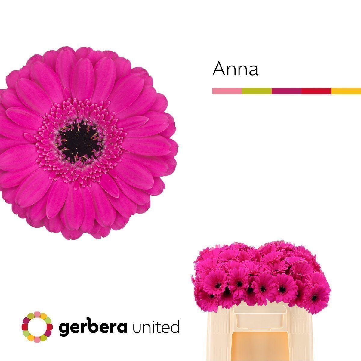 Срезанные цветы оптом Germini anna от 80шт. из Голландии с доставкой по России