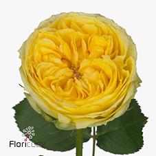 Срезанные цветы оптом Rosa garden catalina от 12шт из Голландии с доставкой по России