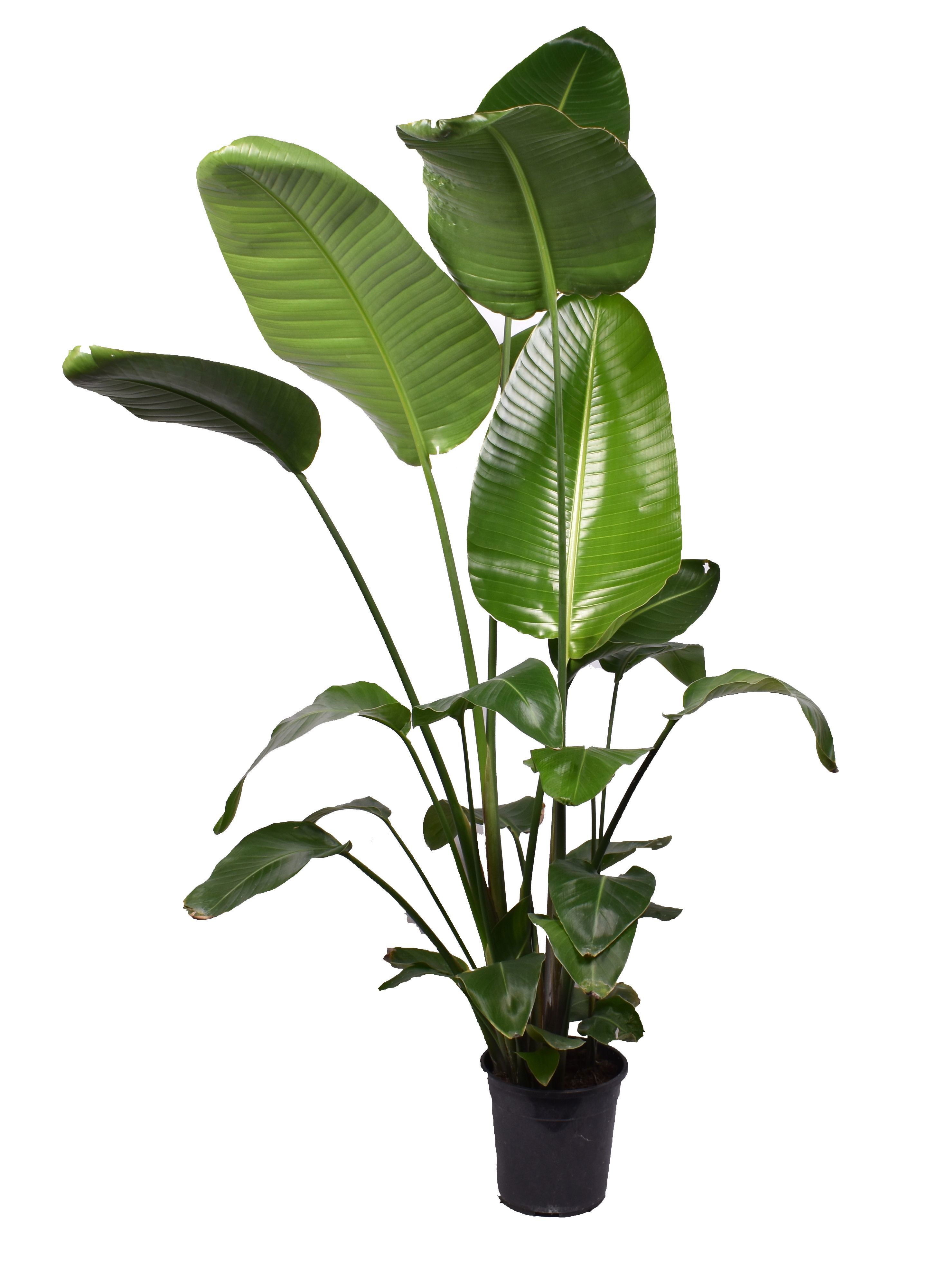 Горшечные цветы и растения оптом Strelitzia Nicolai 3 Pp (zonder Bloem) 160-180cm от 1шт из Голландии с доставкой по России