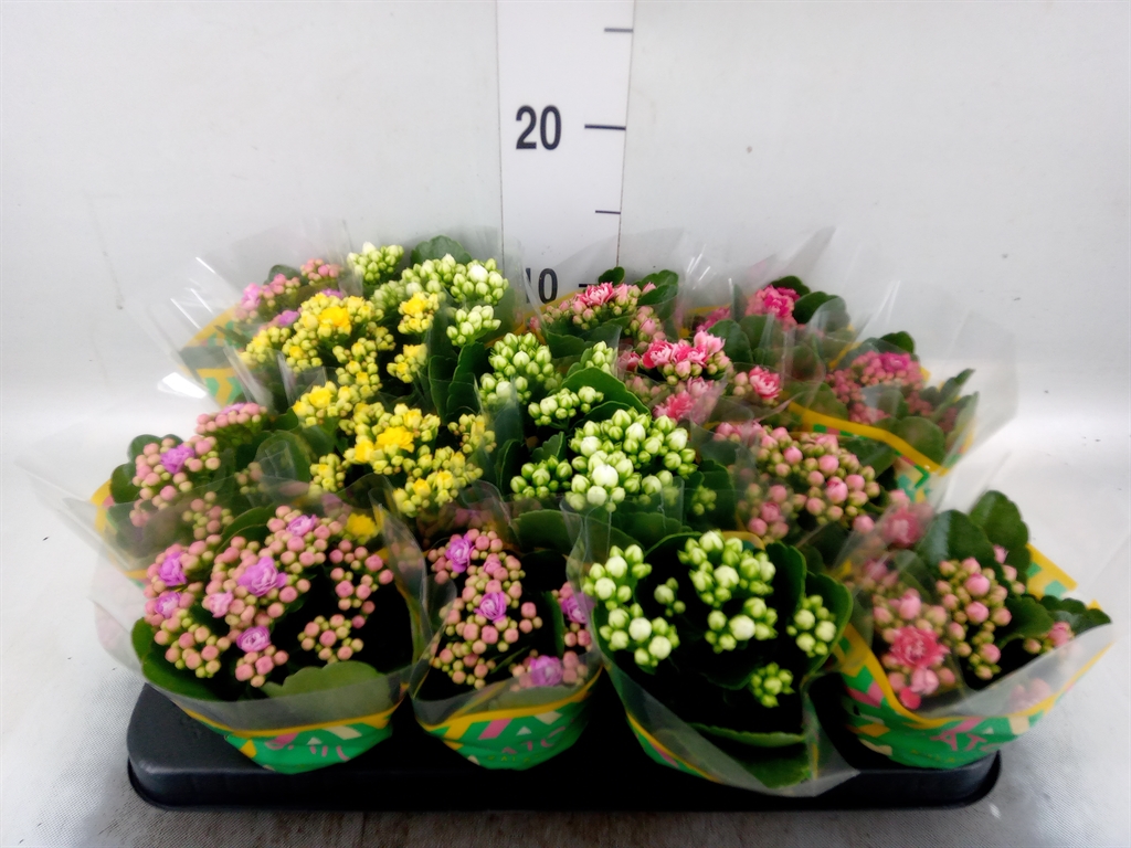 Горшечные цветы и растения оптом Kalanchoe Blos.   ..rosebud Mix  5 от 16шт (для телеги) из Голландии с доставкой по России
