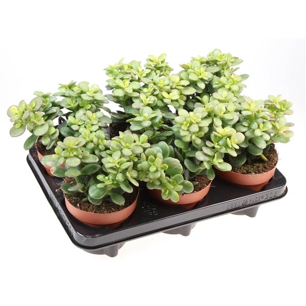 Горшечные цветы и растения оптом Crassula Ovata Minor от 6шт из Голландии с доставкой по России