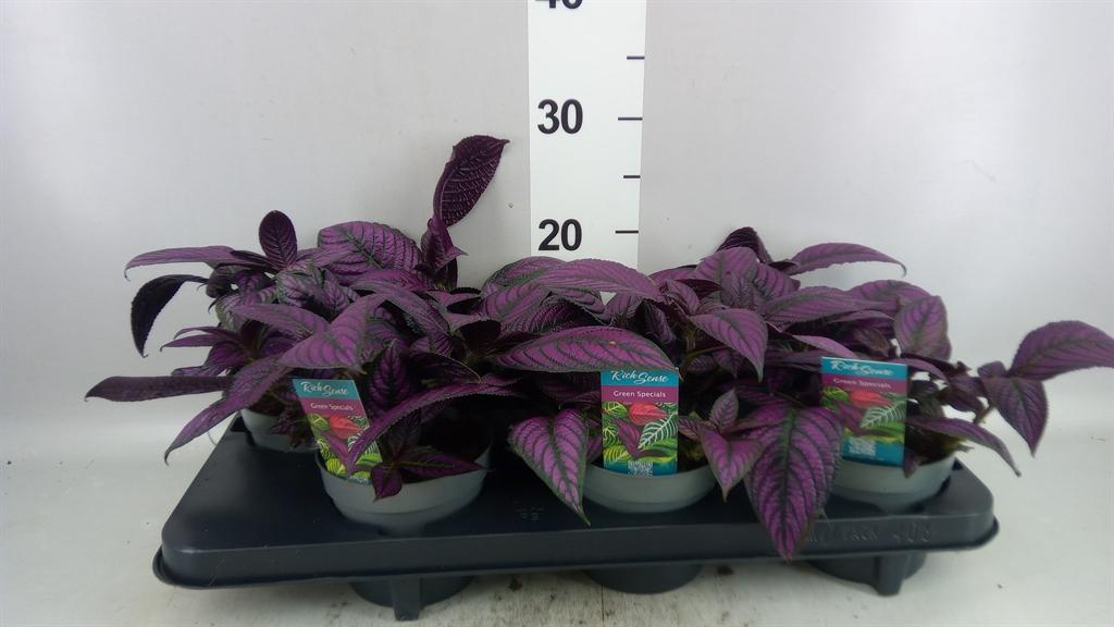 Горшечные цветы и растения оптом Strobilanthes Dyeriana metallica от 6шт из Голландии с доставкой по России Горшечные цветы и растения оптом Strobilanthes Dyeriana metallica от 6шт из Голландии с доставкой по России