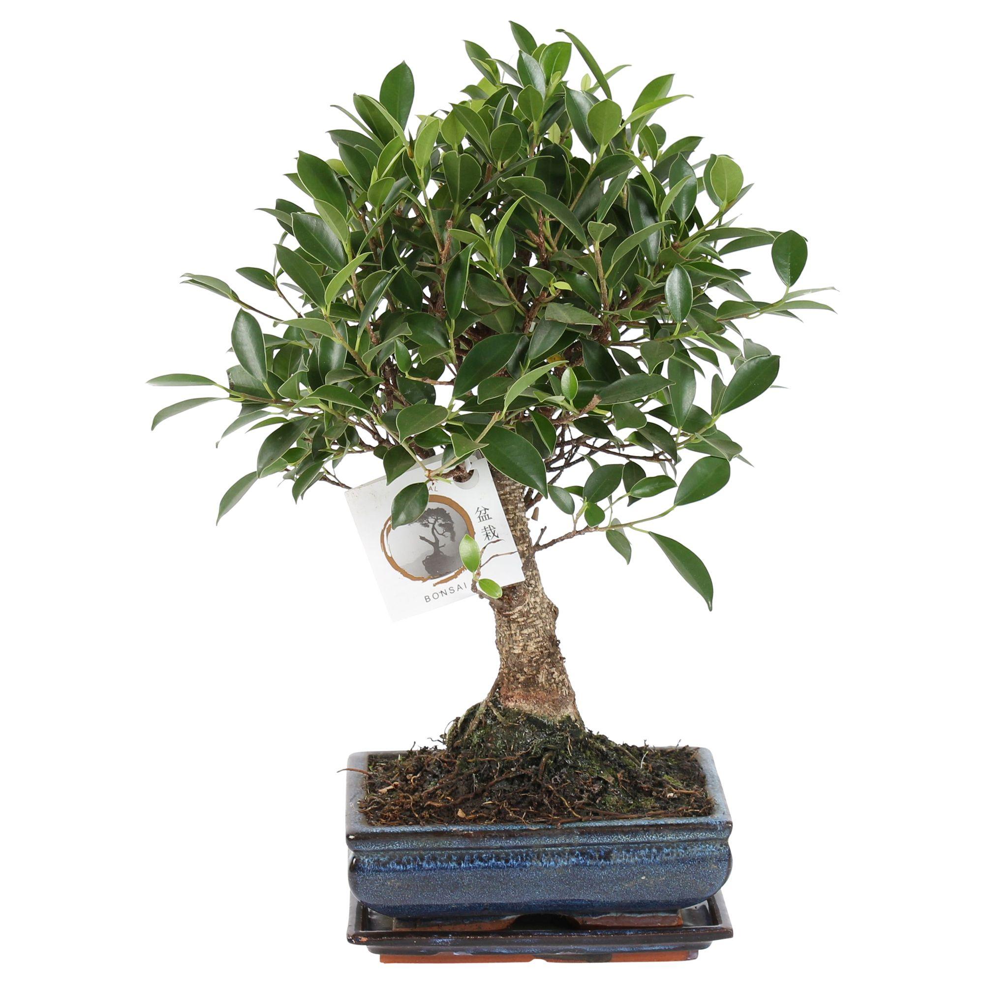 Горшечные цветы и растения оптом Bonsai Ficus Retusain Ceramic Ball Shape от 6шт из Голландии с доставкой по России
