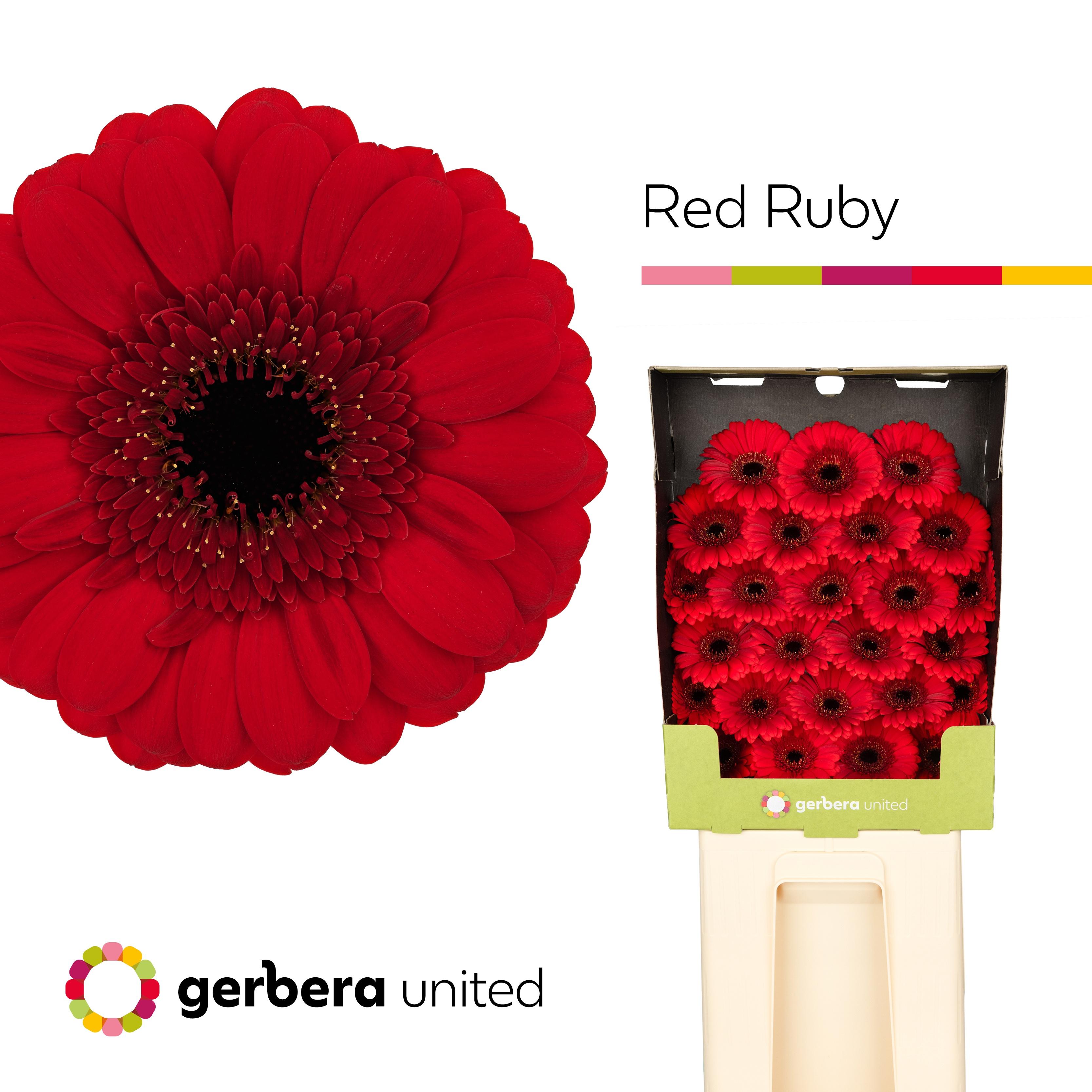 Срезанные цветы оптом Germini diamond red ruby A от 25шт из Голландии с доставкой по России