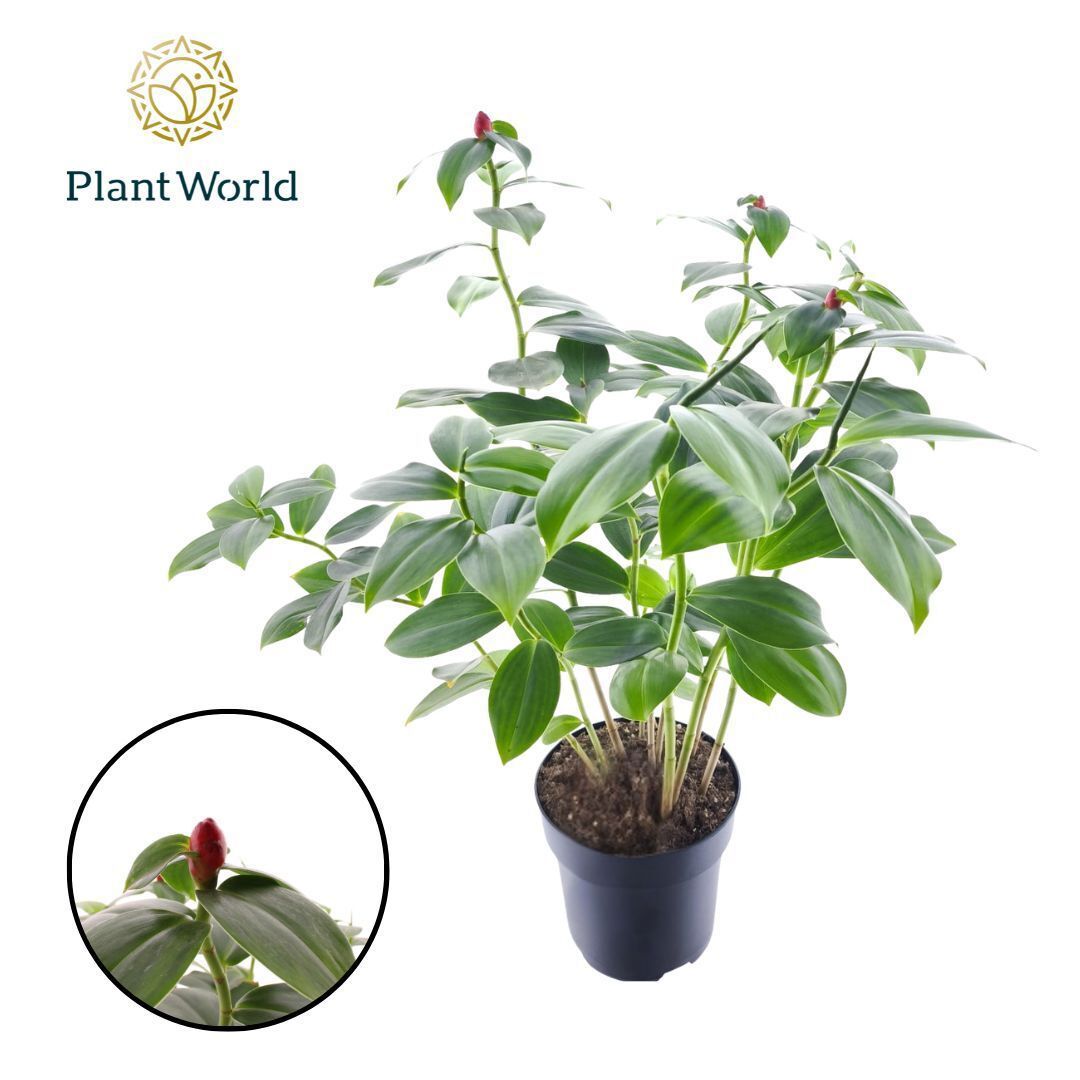 Горшечные цветы и растения оптом Costus Woodsonii от 5шт из Голландии с доставкой по России