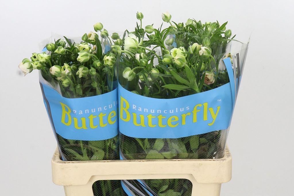 Срезанные цветы оптом Ranunculus butterfly ariadne от 40шт из Голландии с доставкой по России