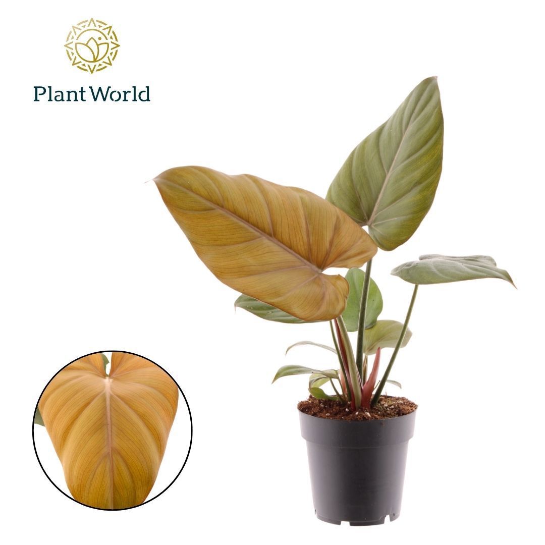 Горшечные цветы и растения оптом Philodendron Summer Glory от 7шт из Голландии с доставкой по России