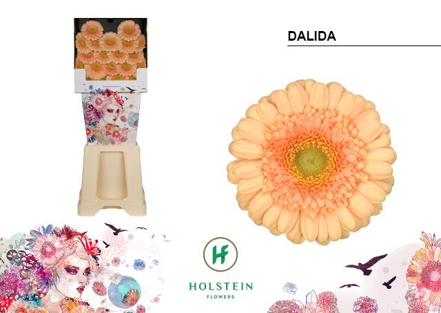 Срезанные цветы оптом Germini diamond dalida от 80шт из Голландии с доставкой по России