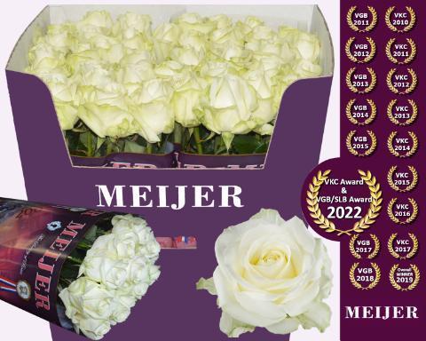 Срезанные цветы оптом Rosa large avalanche+ Meijer от 40шт из Голландии с доставкой по России