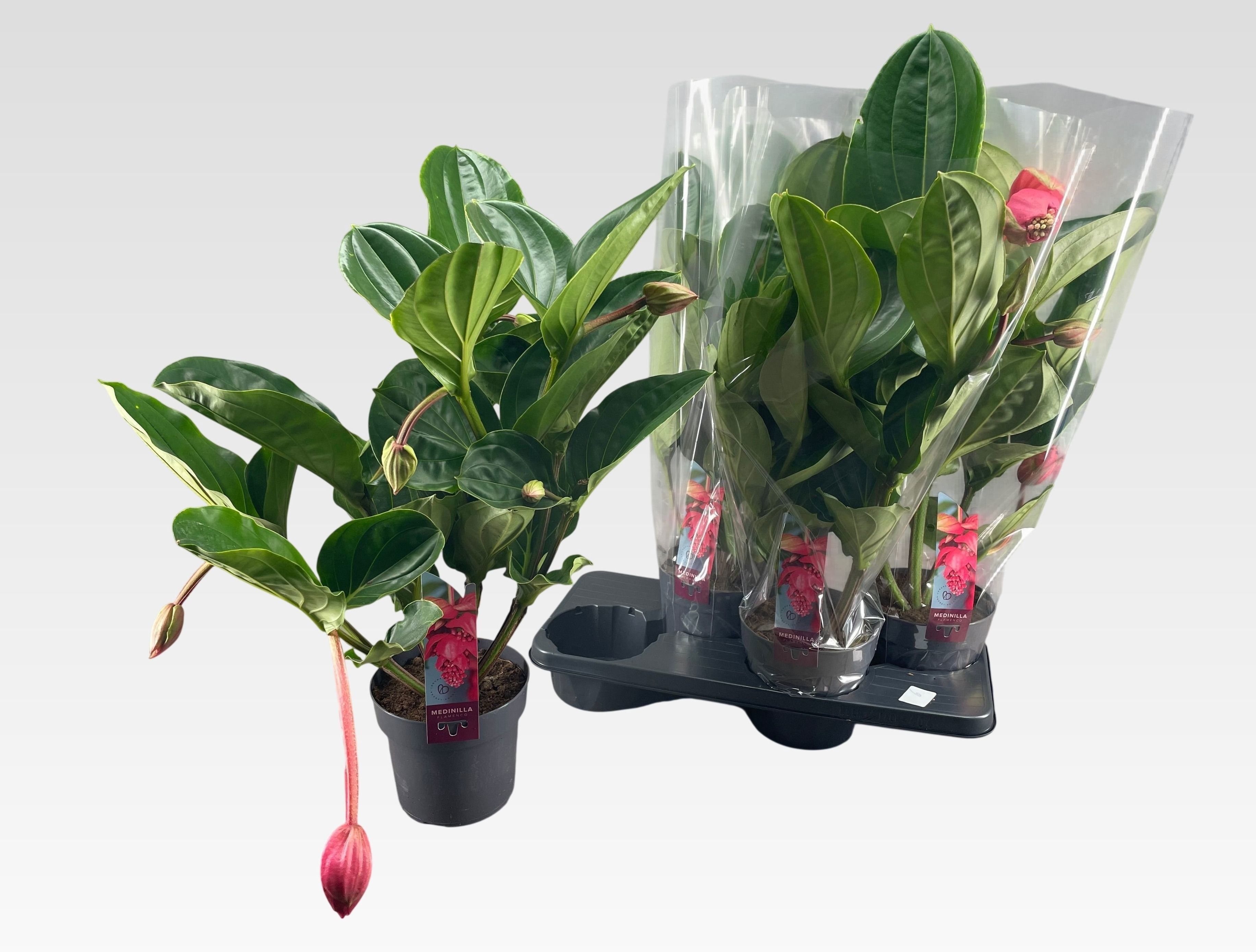 Горшечные цветы и растения оптом Medin Mag Flamenco от 4шт из Голландии с доставкой по России