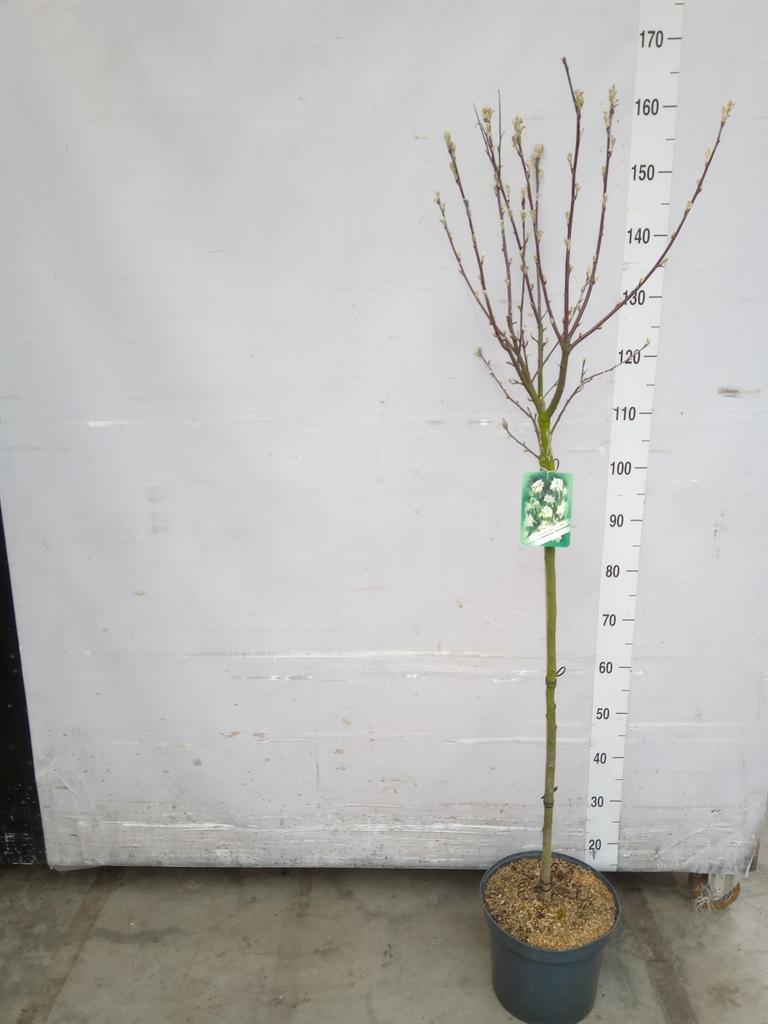 Горшечные цветы и растения оптом Amelanchier Lamarckii от 1шт из Голландии с доставкой по России