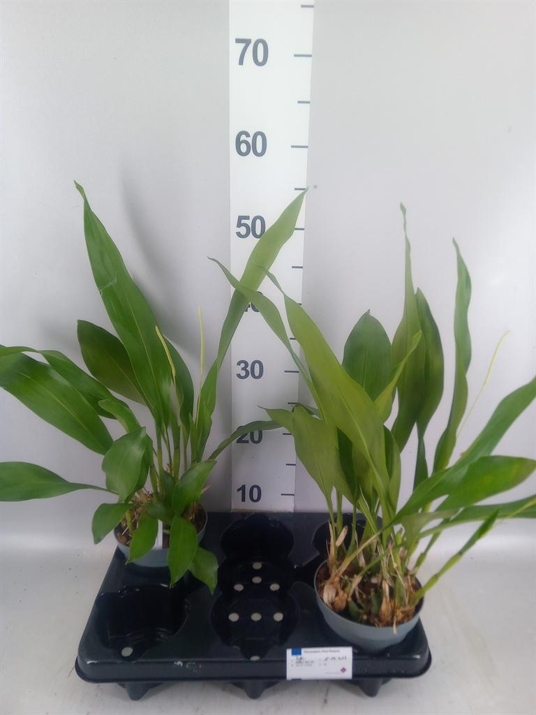 Горшечные цветы и растения оптом Orchideeen ... от 2шт из Голландии с доставкой по России