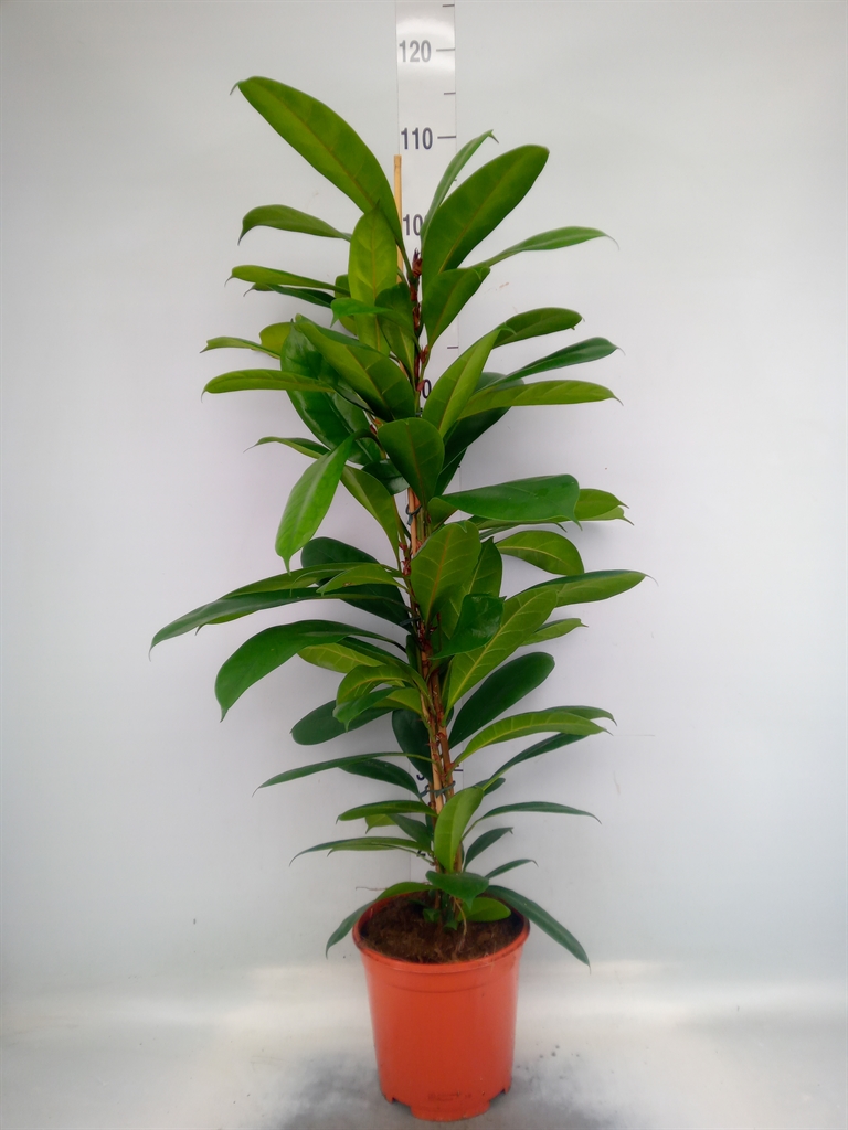 Горшечные цветы и растения оптом Ficus Cyathistipula от 1шт из Голландии с доставкой по России