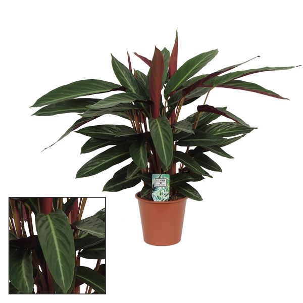 Горшечные цветы и растения оптом Calathea Stripestar Living от 6шт из Голландии с доставкой по России