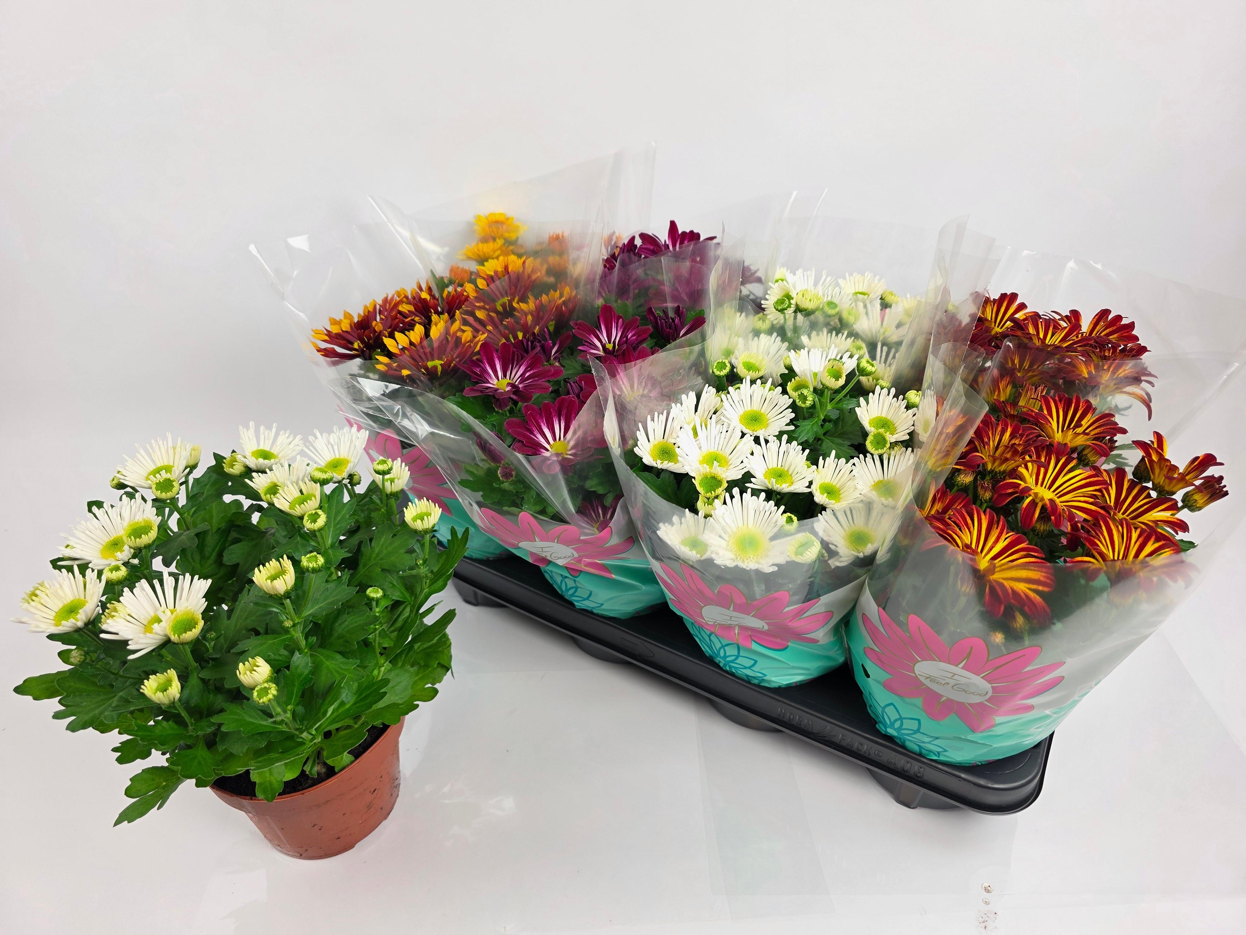 Горшечные цветы и растения оптом Chrys Gem 5 Kl от 8шт из Голландии с доставкой по России