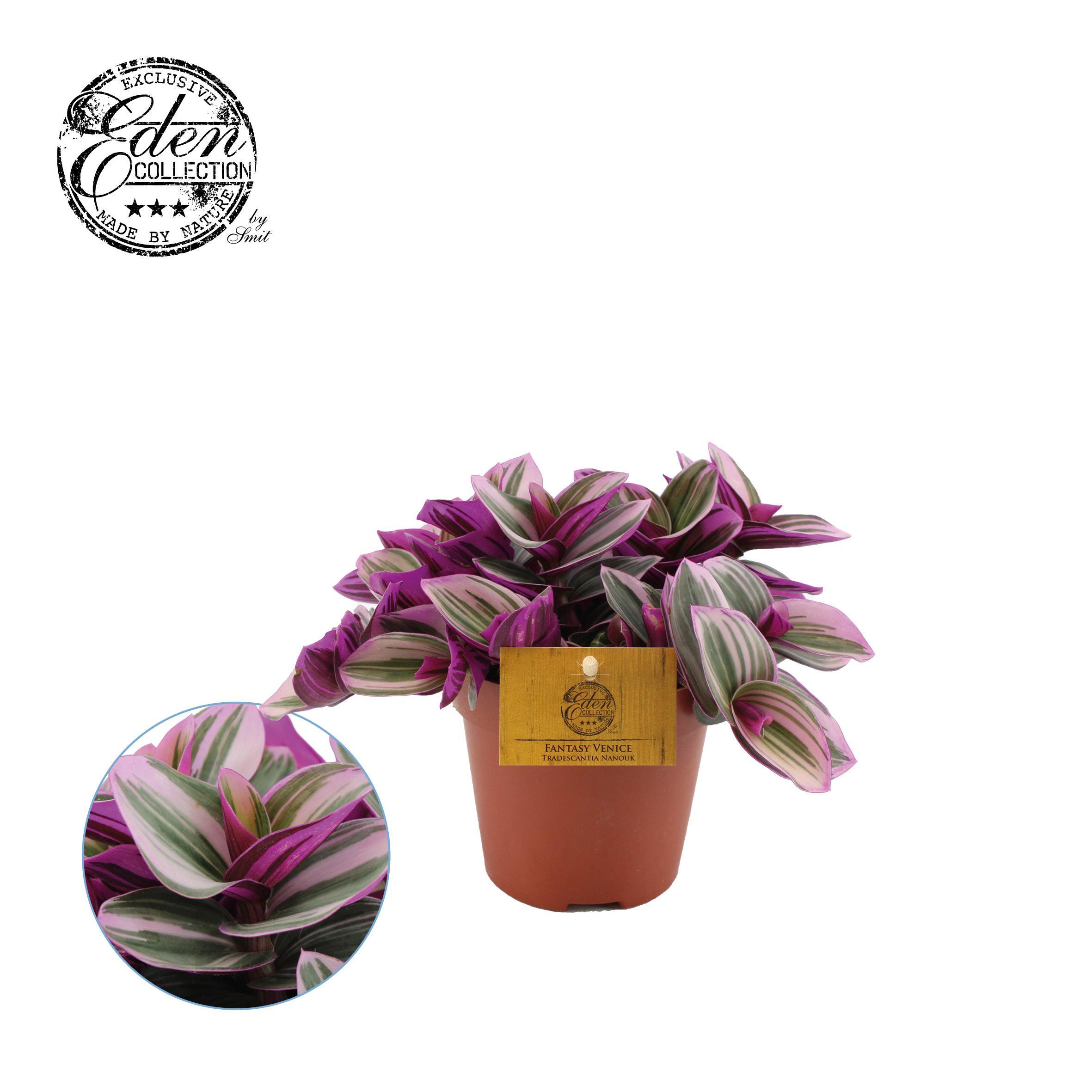 Горшечные цветы и растения оптом Tradescantia Nanouk от 6шт из Голландии с доставкой по России
