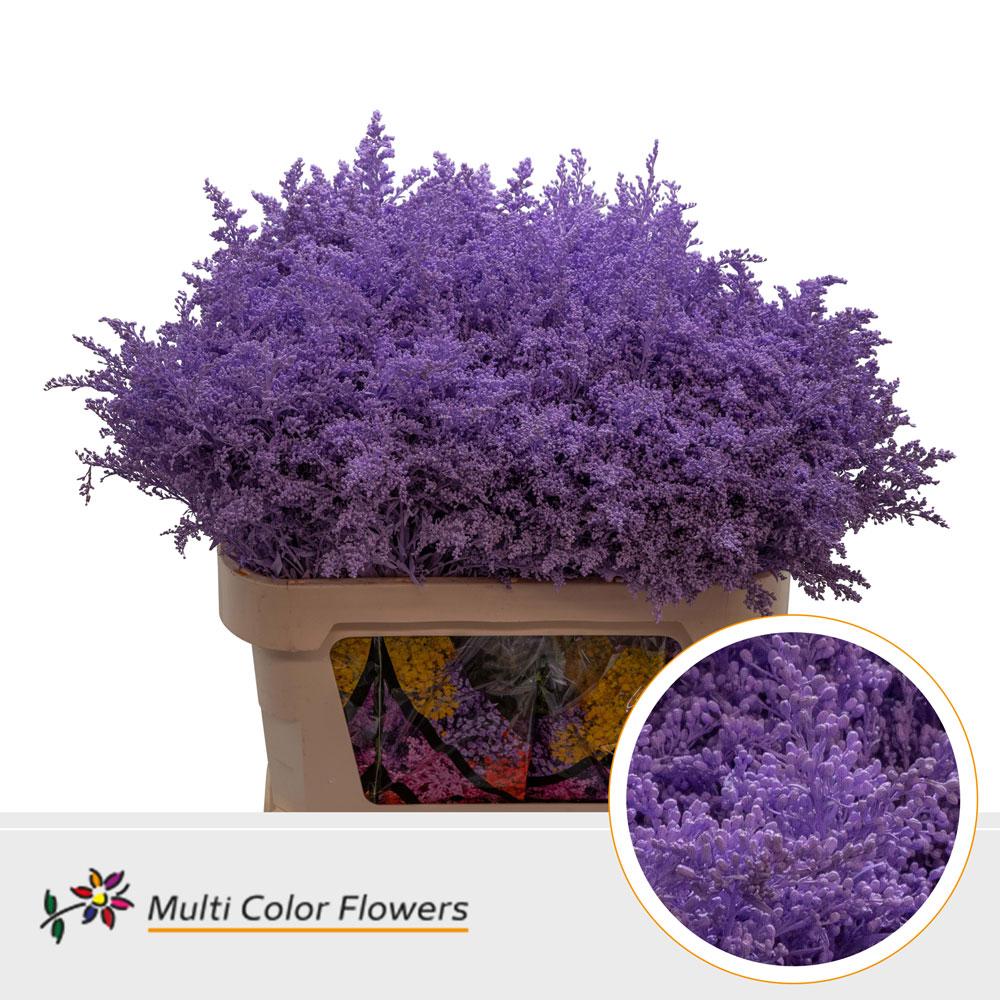 Срезанные цветы оптом Solidago paint milka от 100шт из Голландии с доставкой по России