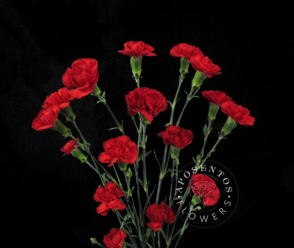 Срезанные цветы оптом Dianthus sp red от 80шт из Голландии с доставкой по России