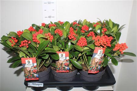 Горшечные цветы и растения оптом Skim J Temptation 5+ от 6шт из Голландии с доставкой по России