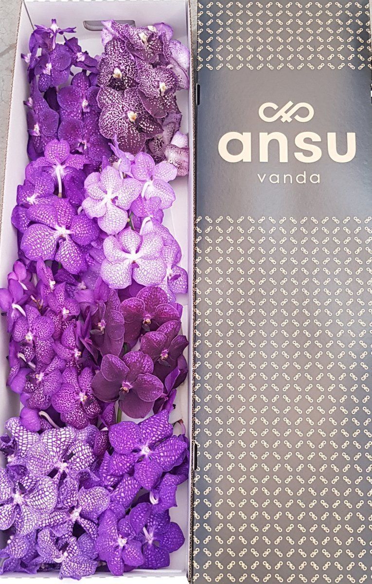 Срезанные цветы оптом Vanda mix purple per stem от 4шт.. из Голландии с доставкой по России