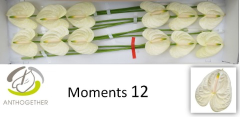 Срезанные цветы оптом Anthurium moments от 12шт из Голландии с доставкой по России