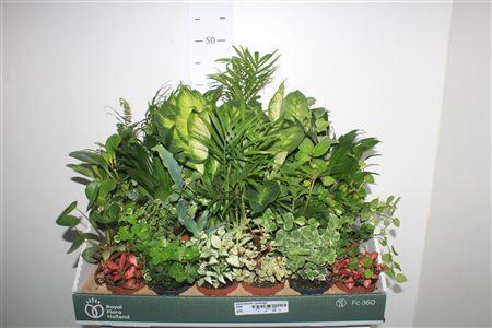 Горшечные цветы и растения оптом Kamerplanten Gemengd от 24шт (для телеги) из Голландии с доставкой по России