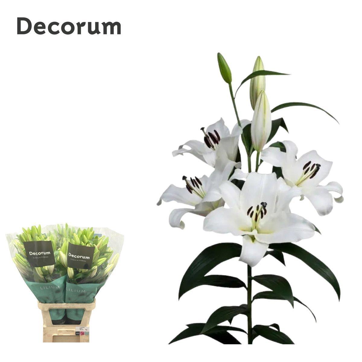 Срезанные цветы оптом Lilium or saronno от 40шт из Голландии с доставкой по России