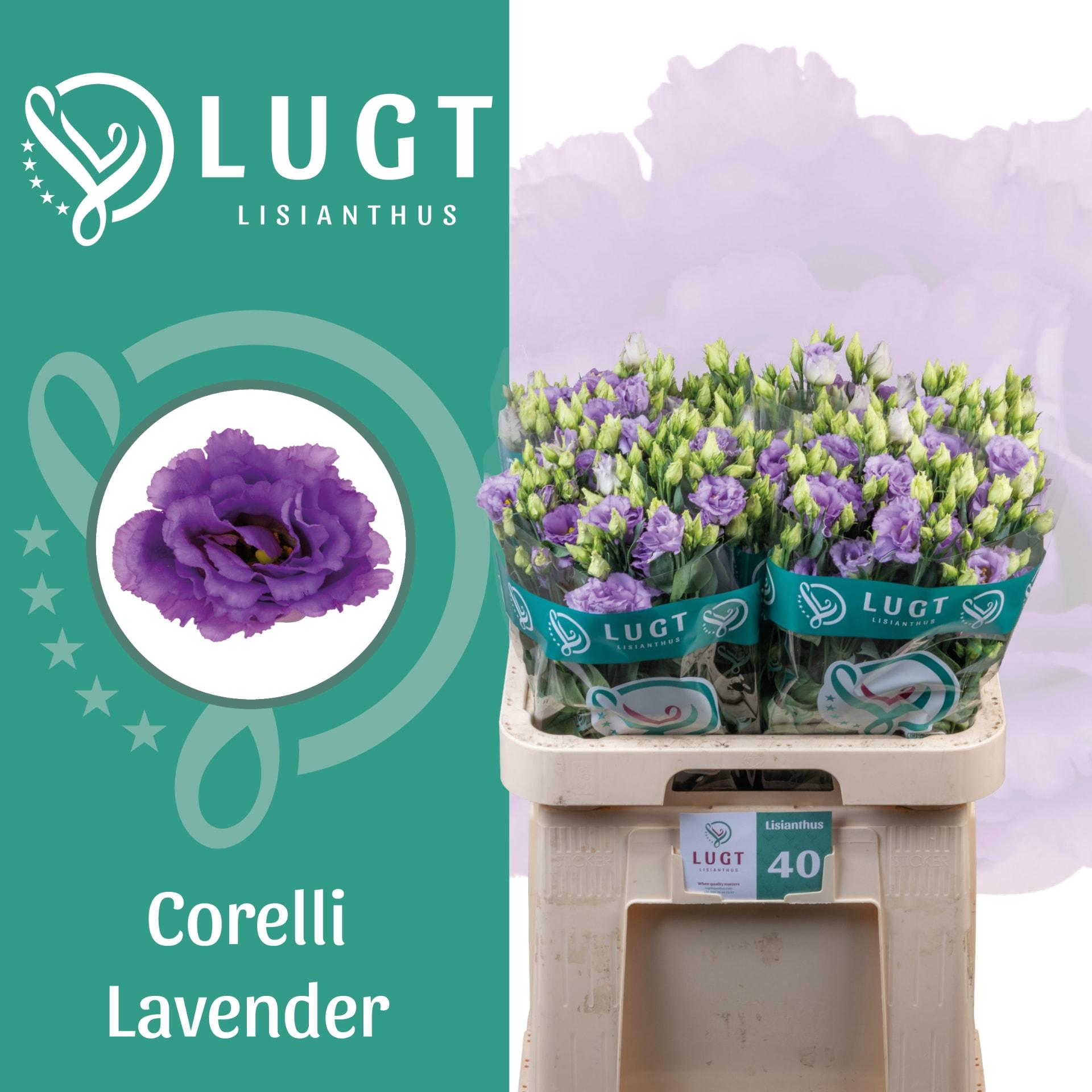 Срезанные цветы оптом Lisianthus do corelli lavender A от 140шт из Голландии с доставкой по России