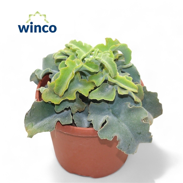 Горшечные цветы и растения оптом Kalanchoe Maltese Cross от 4шт из Голландии с доставкой по России