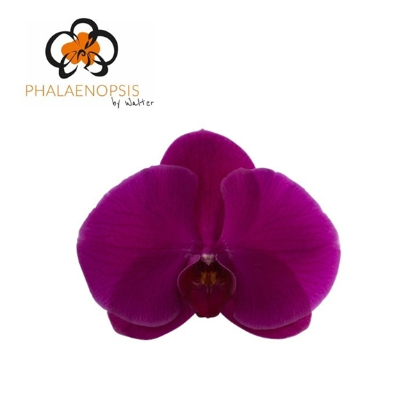 Срезанные цветы оптом Phalaenopsis purple haze (per stem) от 15шт из Голландии с доставкой по России