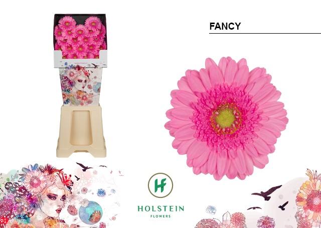 Срезанные цветы оптом Germini diamond fancy от 80шт из Голландии с доставкой по России