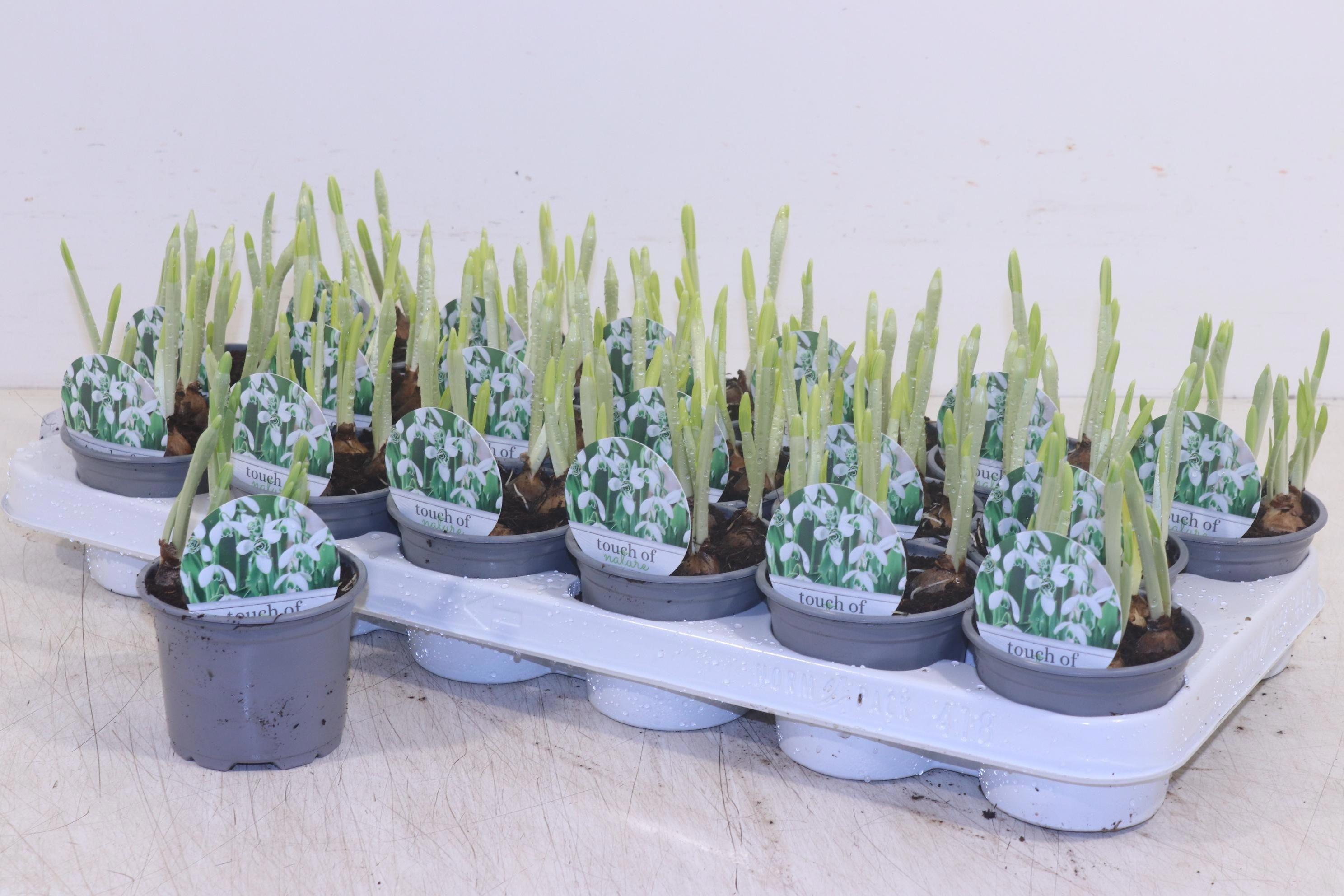 Горшечные цветы и растения оптом Galanthus Hippolyta от 18шт (для телеги) из Голландии с доставкой по России