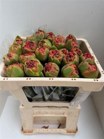 Срезанные цветы оптом Tulipa do geneva от 25шт из Голландии с доставкой по России